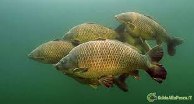 Immissione di fauna ittica della specie “Carpa Adulta” finalizzata al ripopolamento delle acque 	